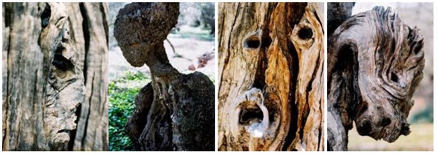 el rostro de los olivos